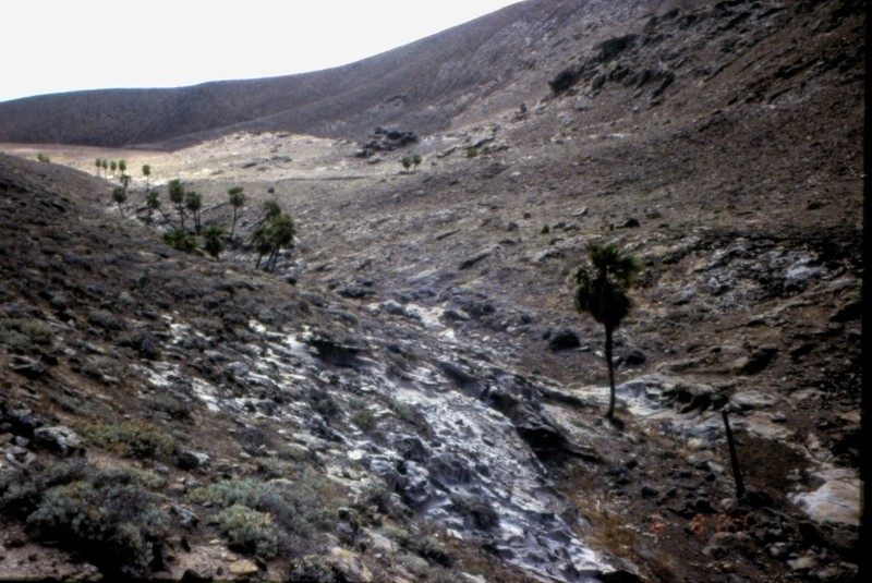 Brahea edulis photo 4