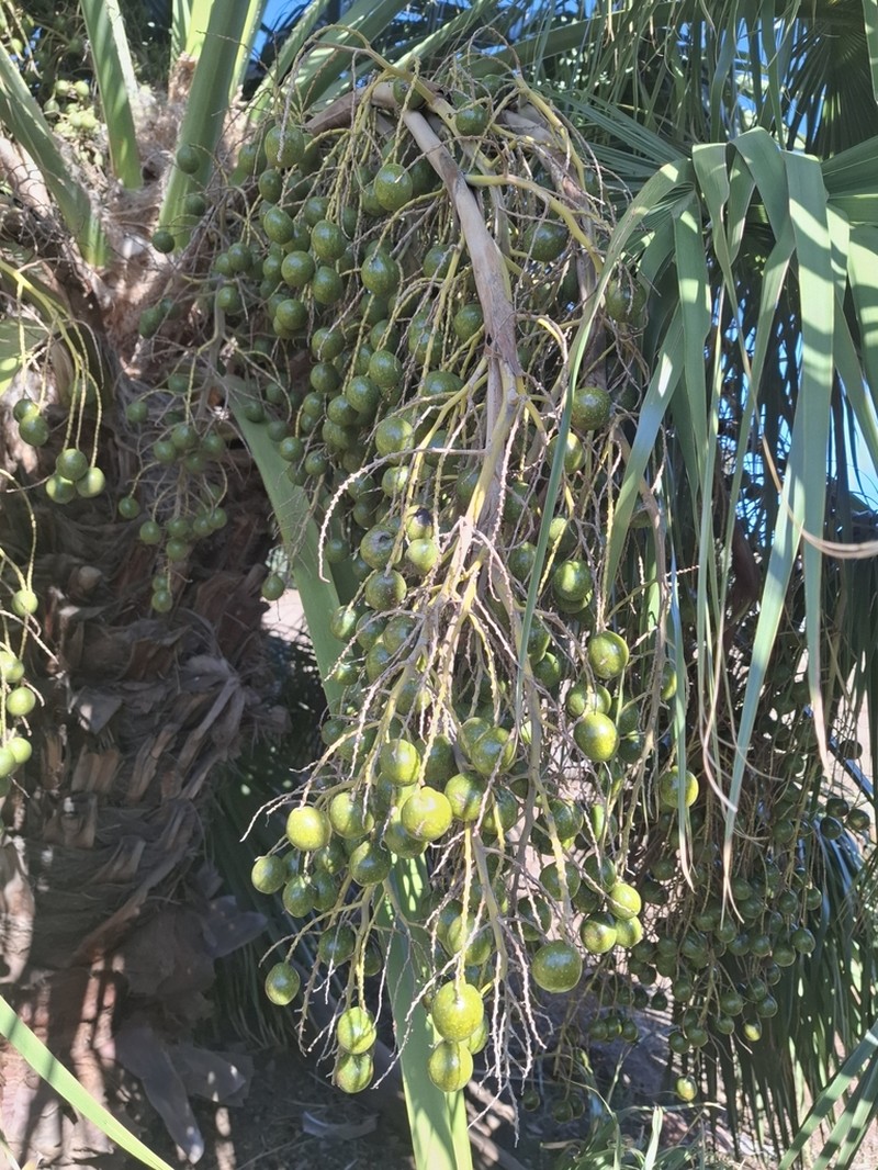 Brahea edulis photo 6