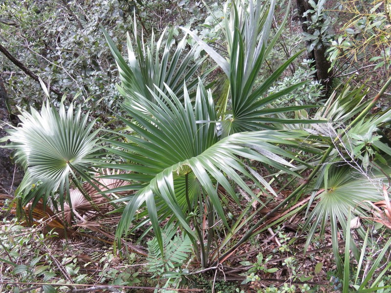 Brahea moorei photo 6