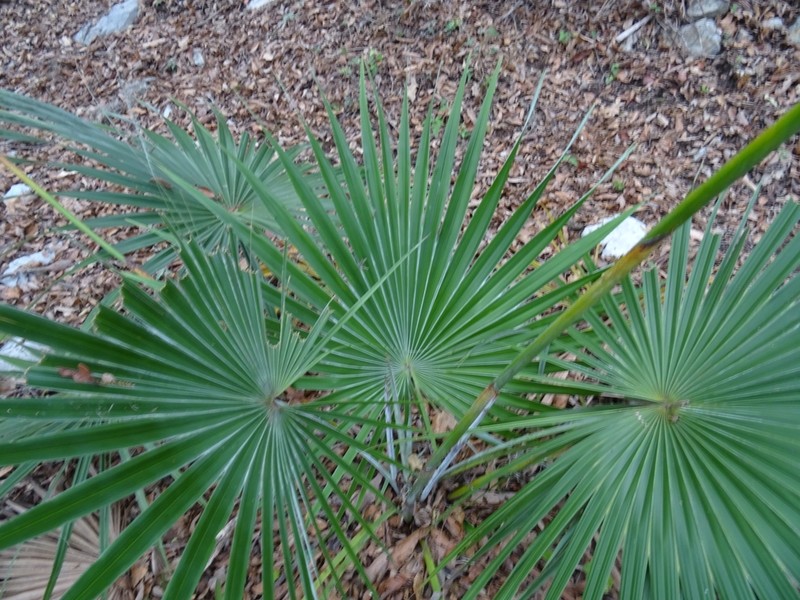 Brahea moorei photo 7