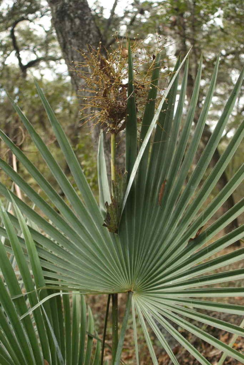 Brahea moorei photo 8