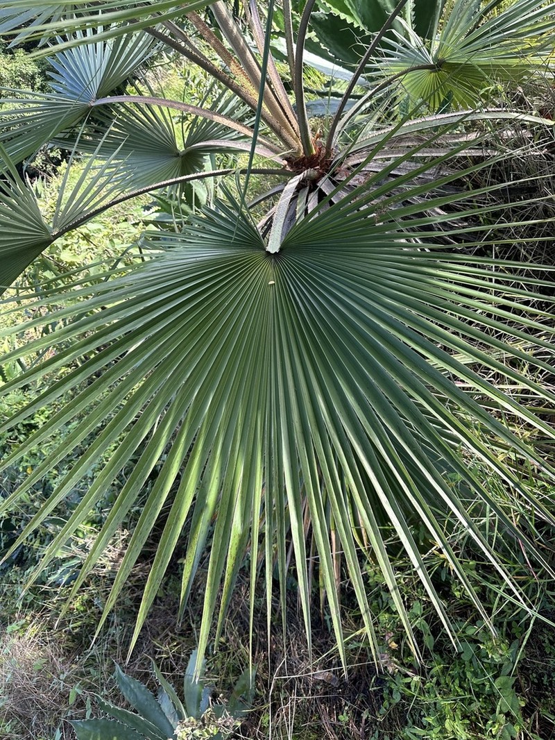 Brahea pimo photo 6