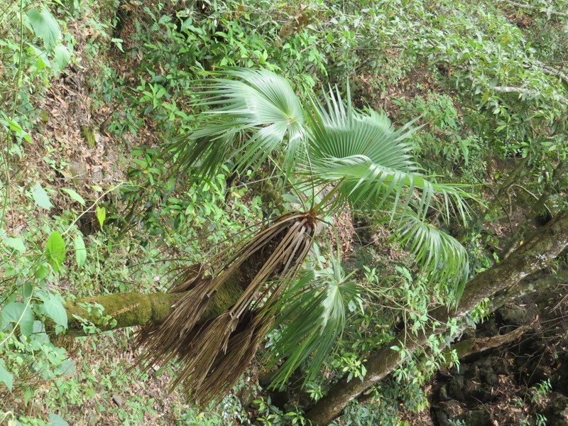 Brahea pimo photo 8