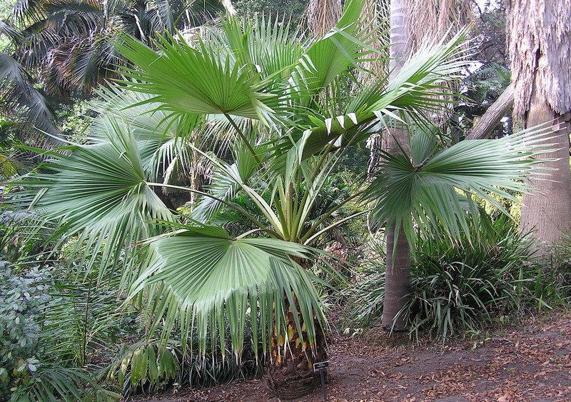 Brahea salvadorensis