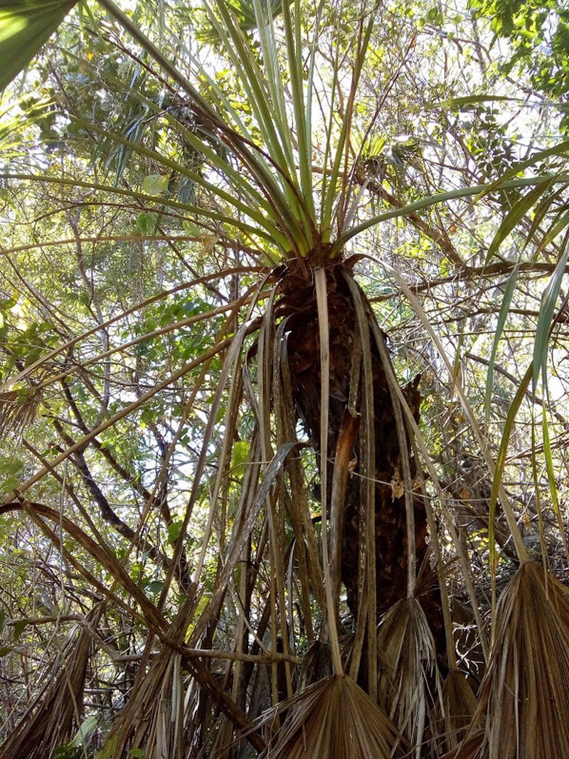 Brahea salvadorensis photo 7