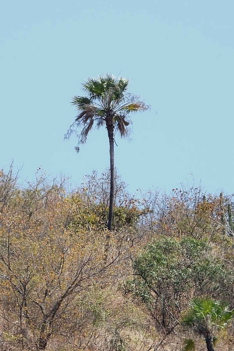 Brahea sarukhanii photo 4