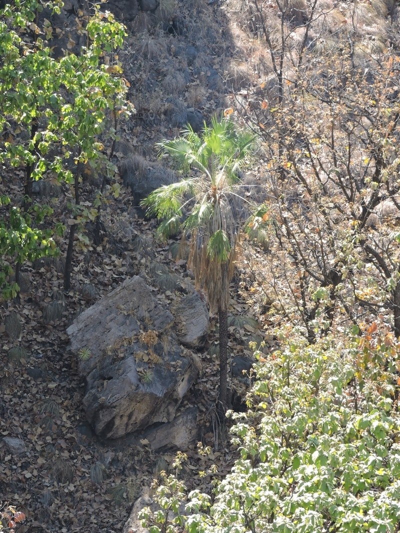 Brahea sarukhanii photo 5