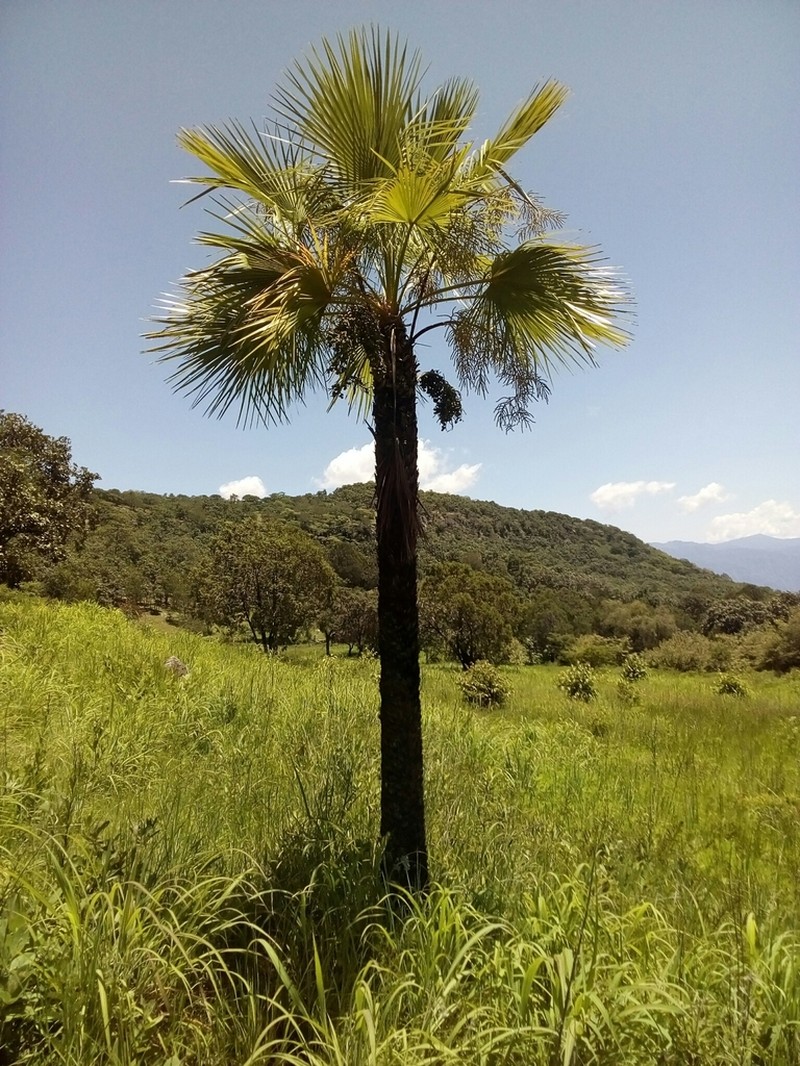 Brahea sarukhanii photo 8