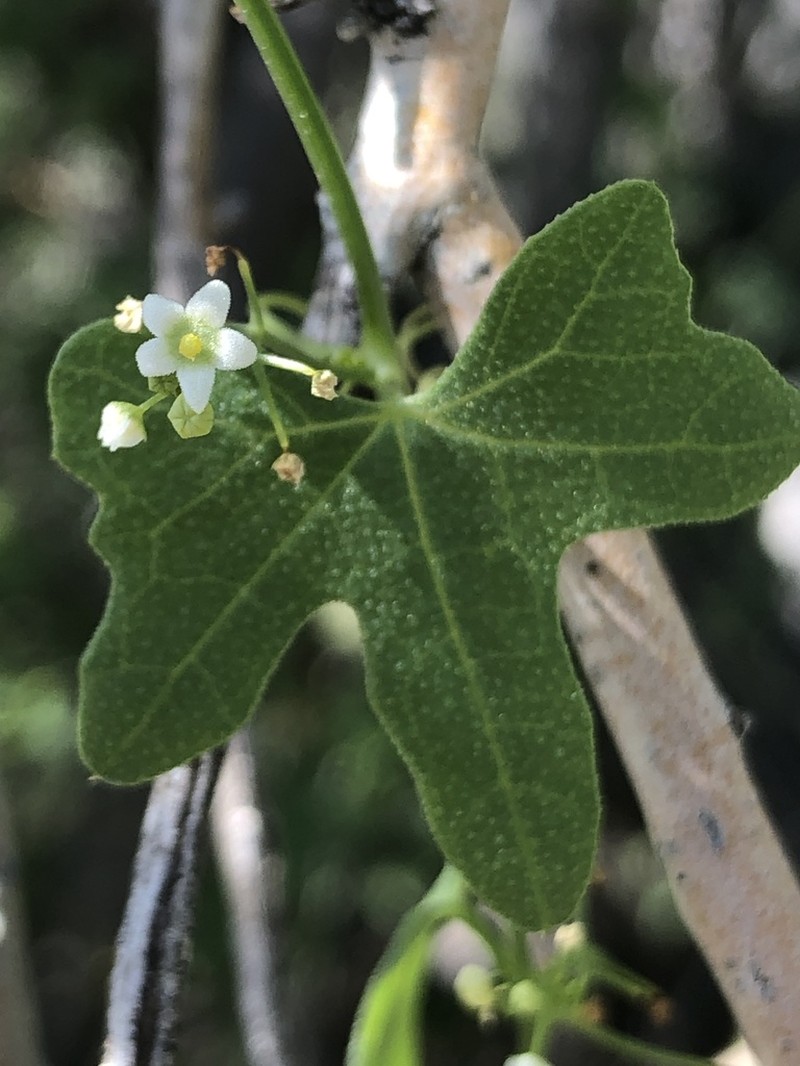 Desert Starvine photo 3