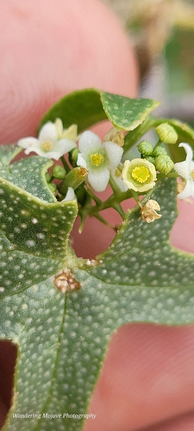Desert Starvine photo 4