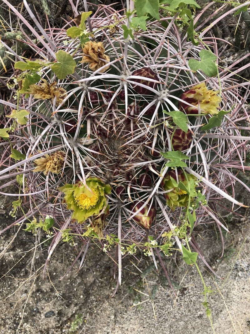 Desert Starvine photo 5