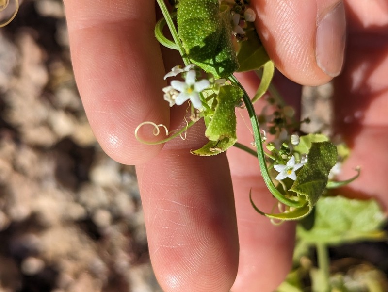 Desert Starvine photo 6