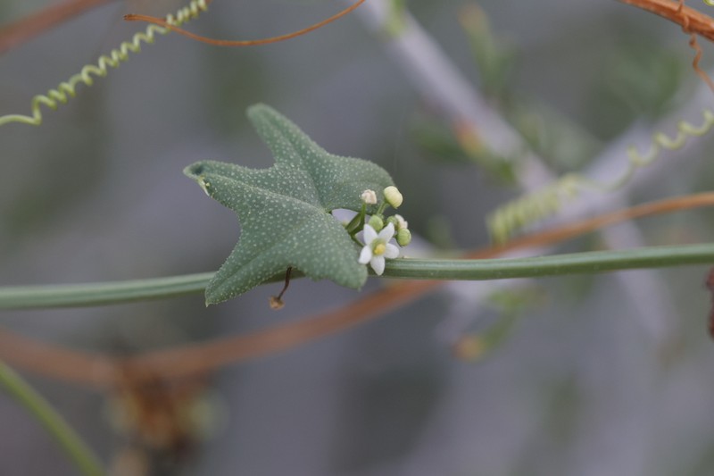 Desert Starvine photo 7