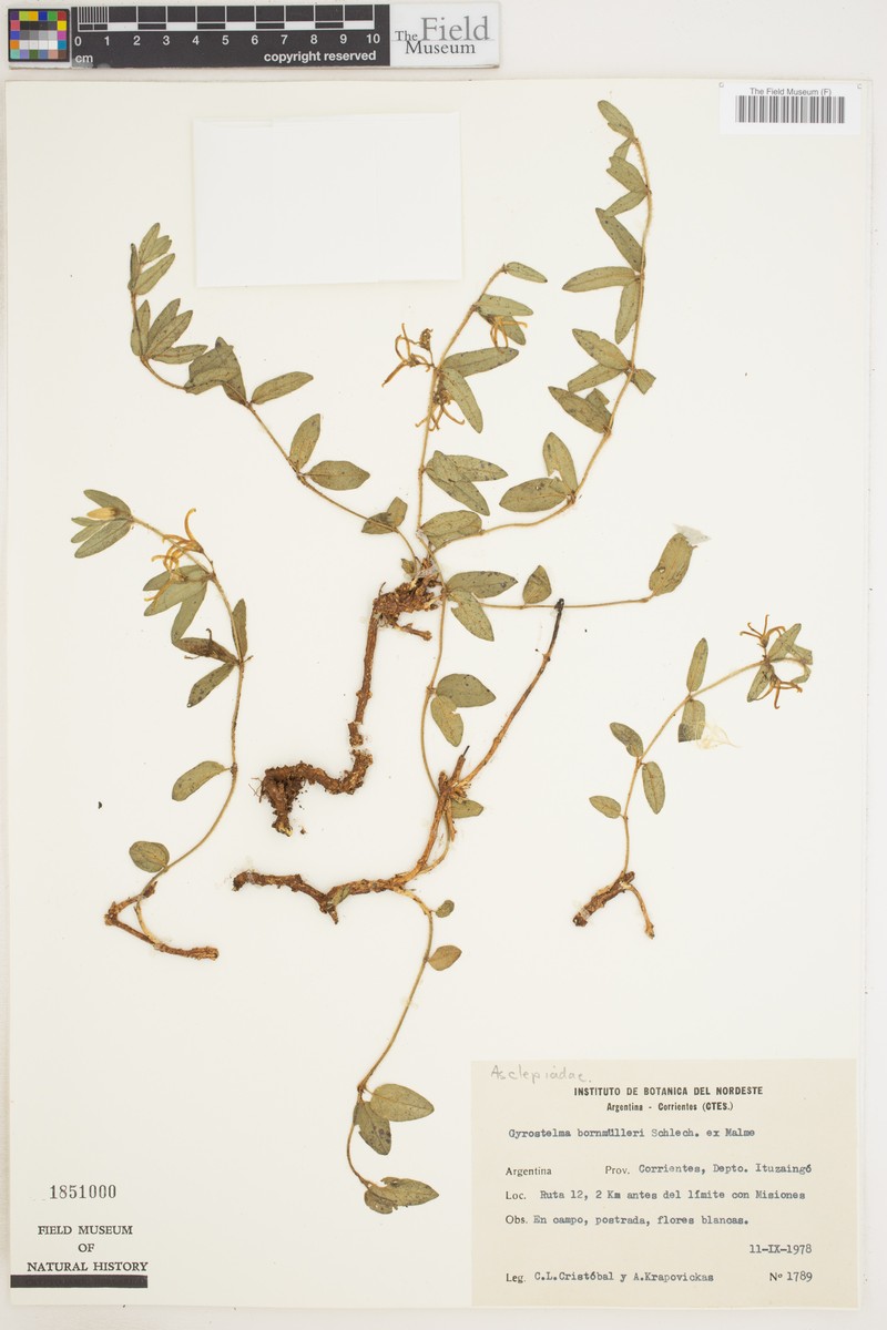 Brargentina bornmuelleri