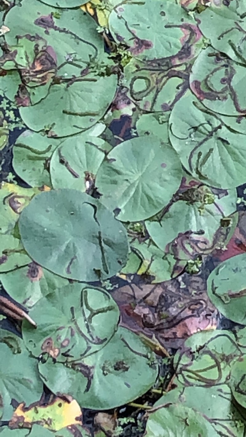 Watershield photo 7