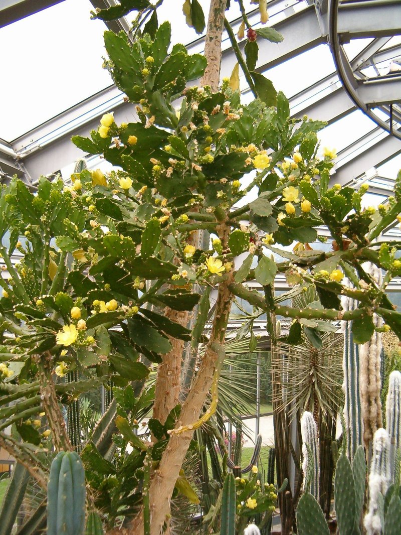 Brazilian Pricklypear photo 3