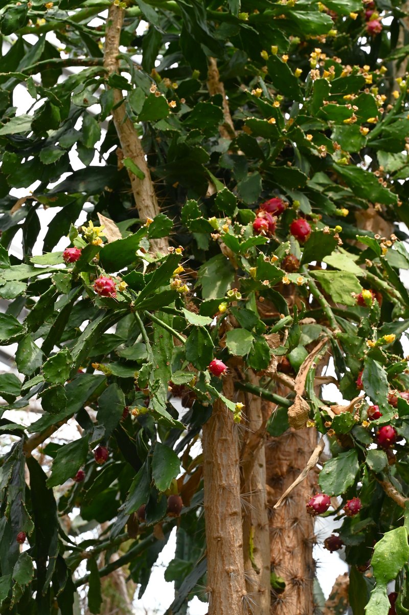 Brazilian Pricklypear photo 4