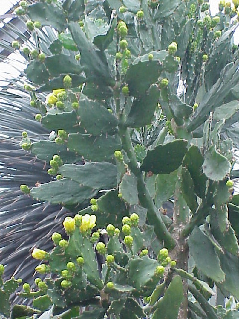Brazilian Pricklypear