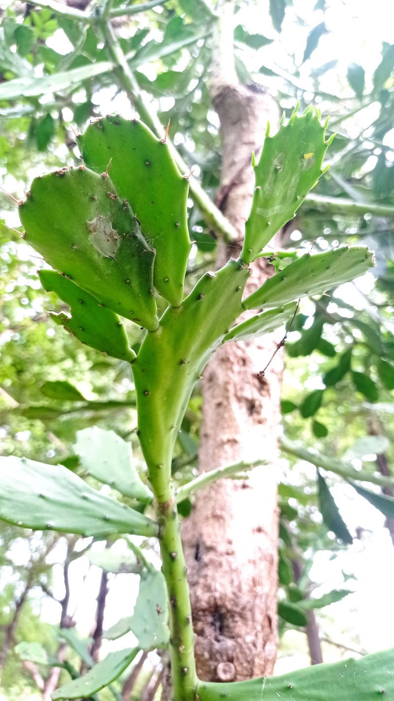 Brazilian Pricklypear photo 5