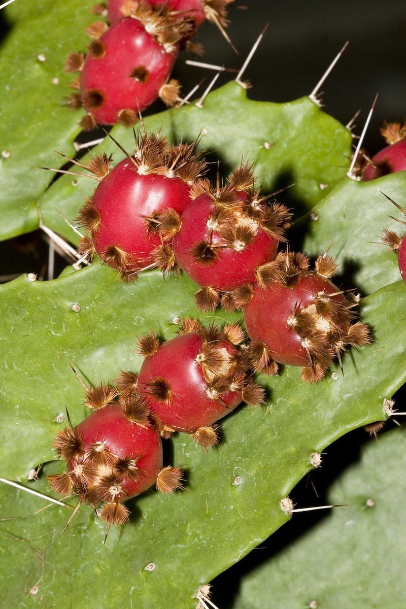 Brazilian Pricklypear photo 7