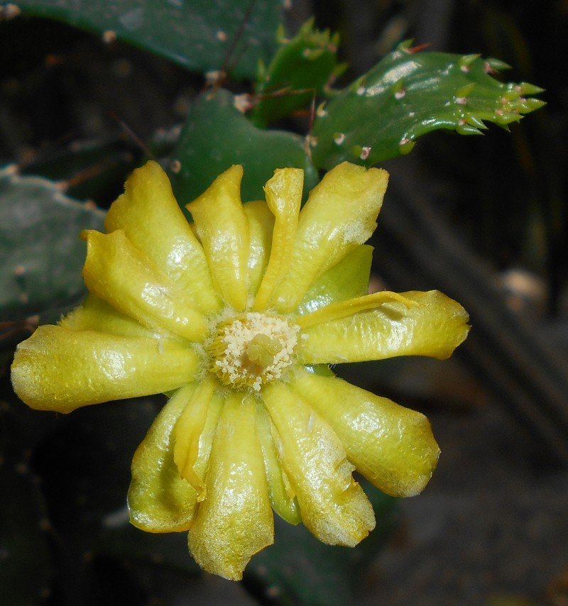 Brazilian Pricklypear photo 8
