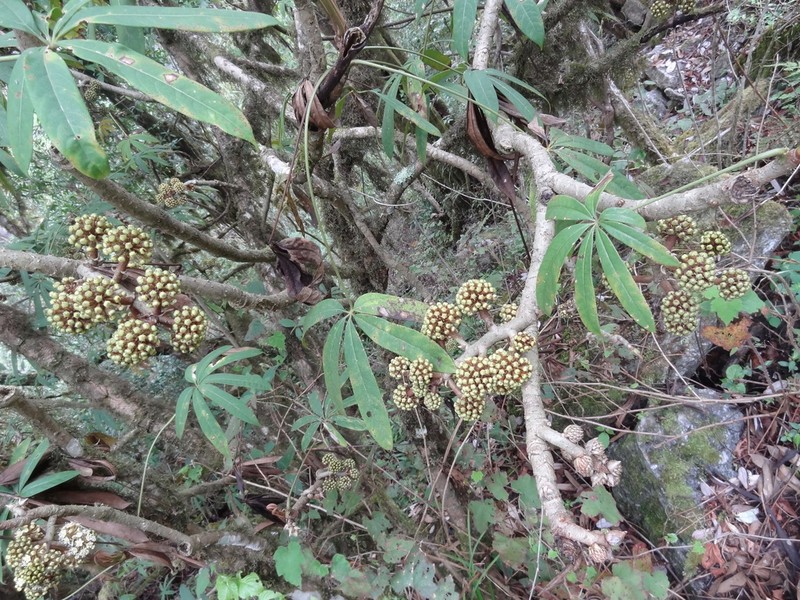 Brassaiopsis aculeata