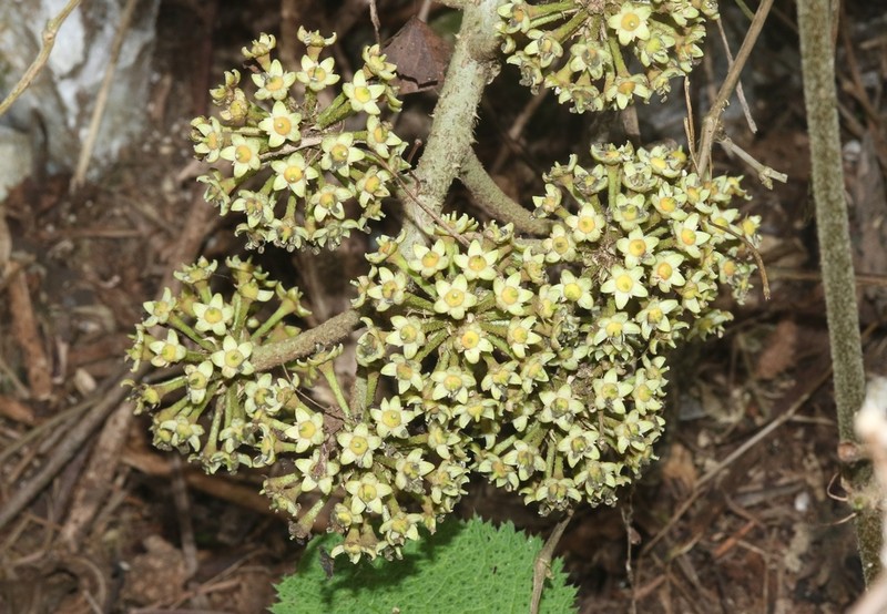 Brassaiopsis aculeata photo 2