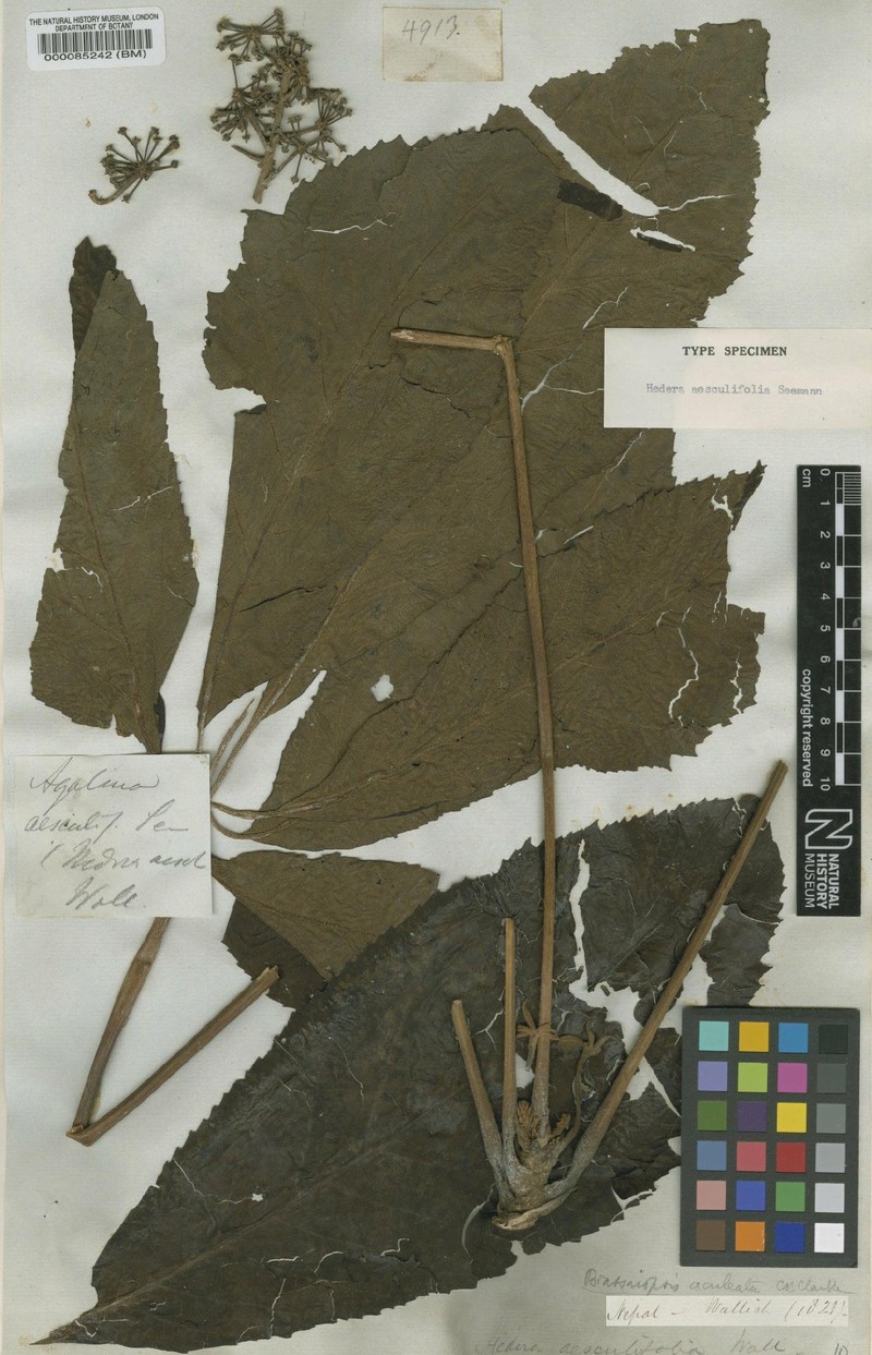 Brassaiopsis aculeata photo 4
