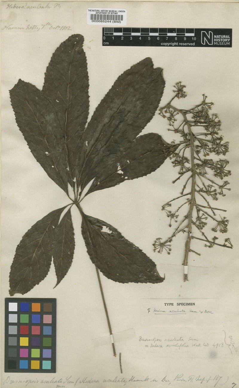 Brassaiopsis aculeata photo 5