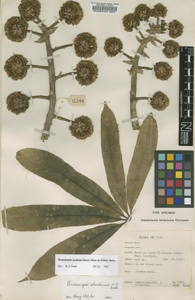 Brassaiopsis aculeata photo 6