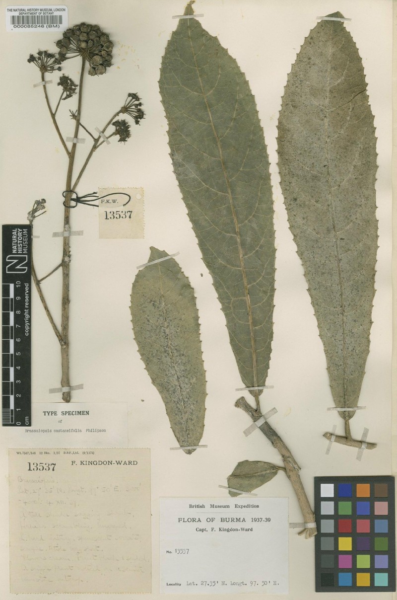 Brassaiopsis castaneifolia