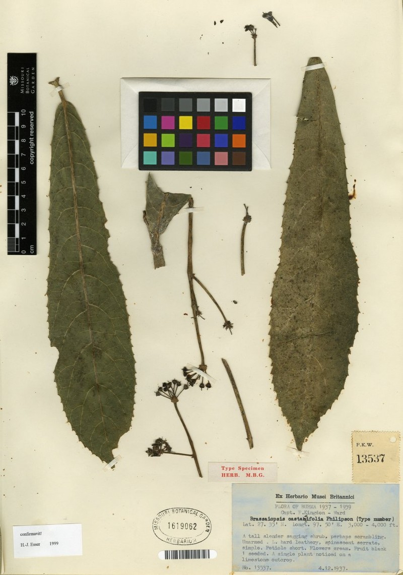 Brassaiopsis castaneifolia photo 2