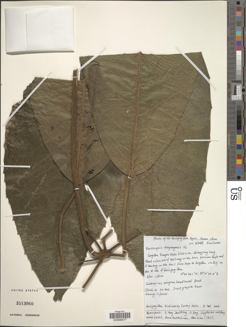 Brassaiopsis chengkangensis photo 2
