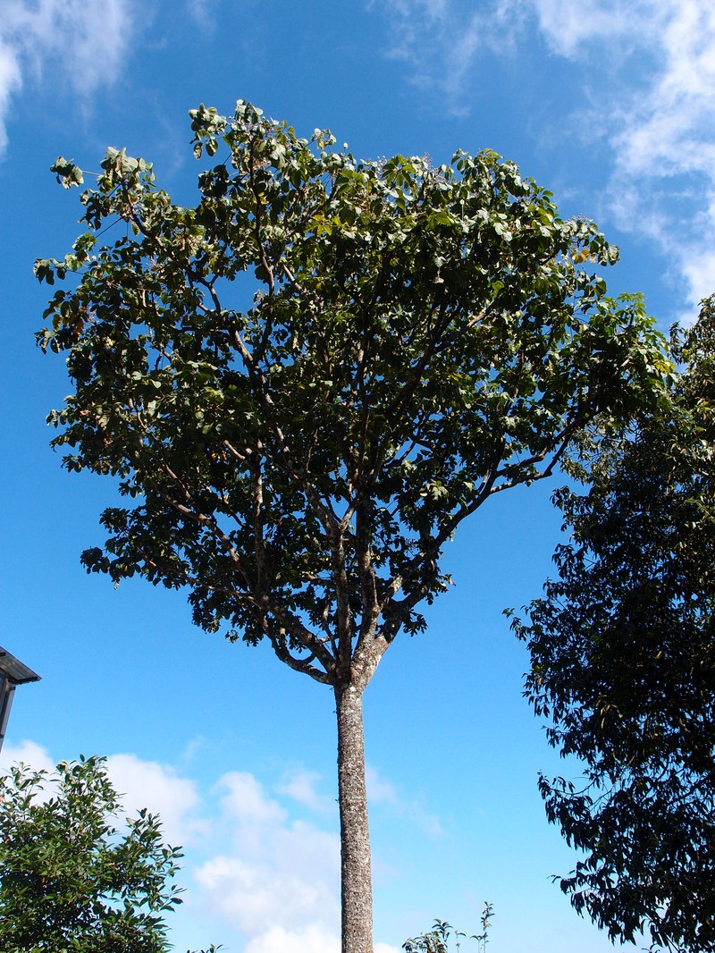 Brassaiopsis chengkangensis