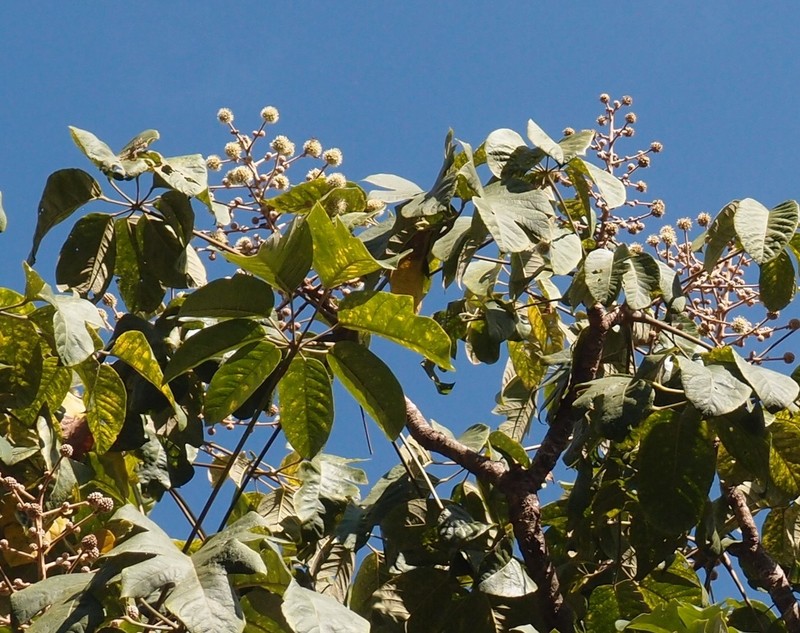 Brassaiopsis chengkangensis photo 3