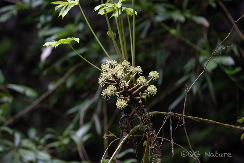 Brassaiopsis ciliata photo 2