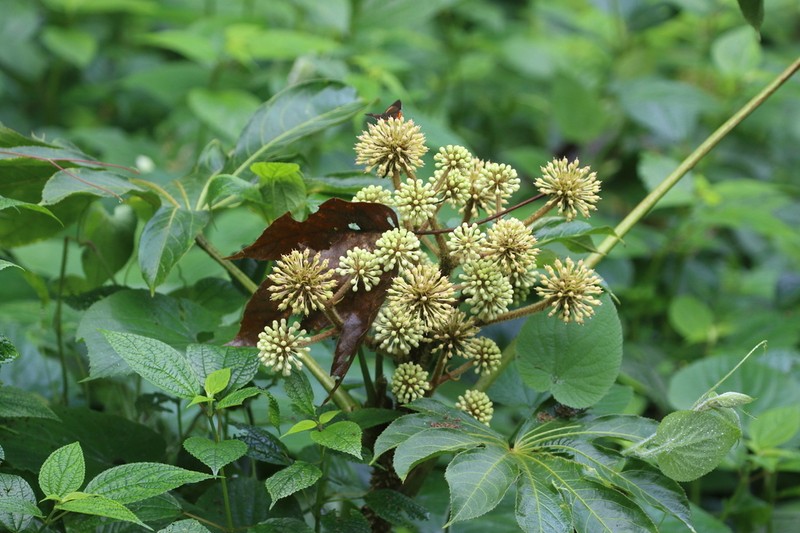 Brassaiopsis ciliata photo 3