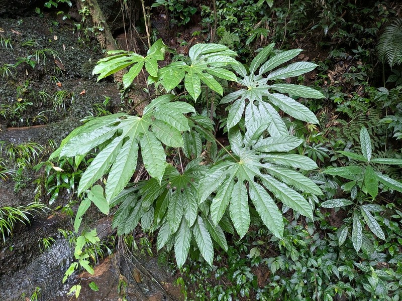 Brassaiopsis ciliata photo 4