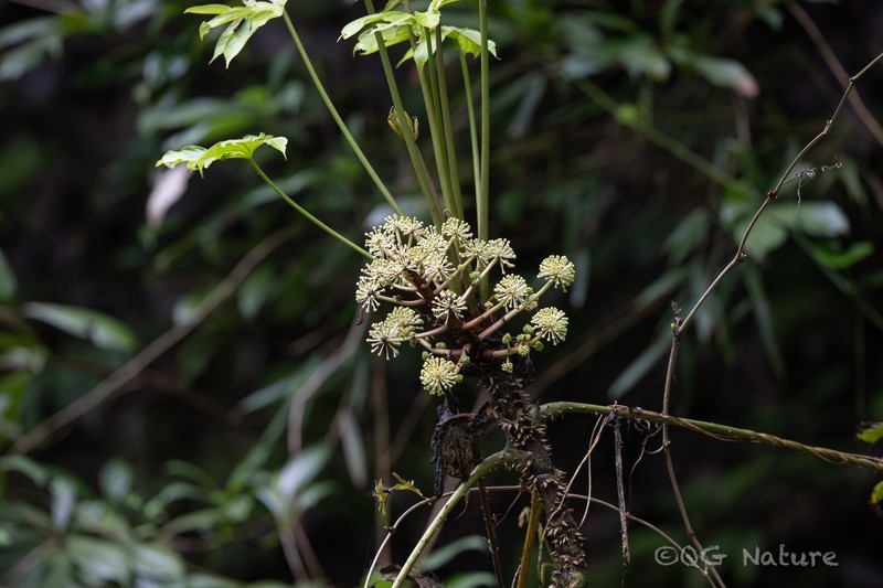 Brassaiopsis ciliata photo 5