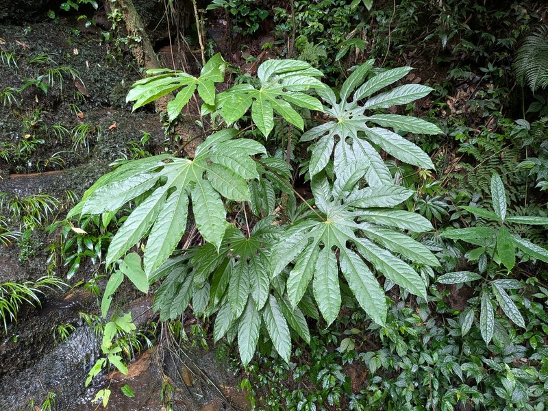 Brassaiopsis ciliata photo 6