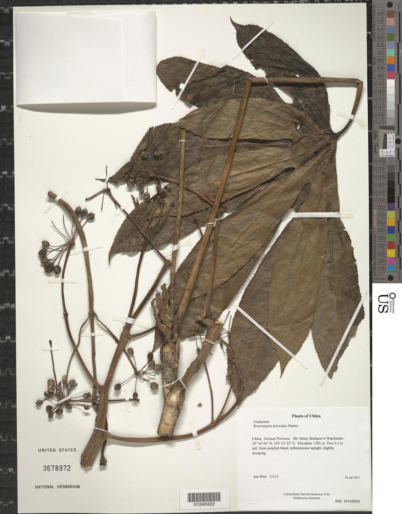 Brassaiopsis ciliata photo 7