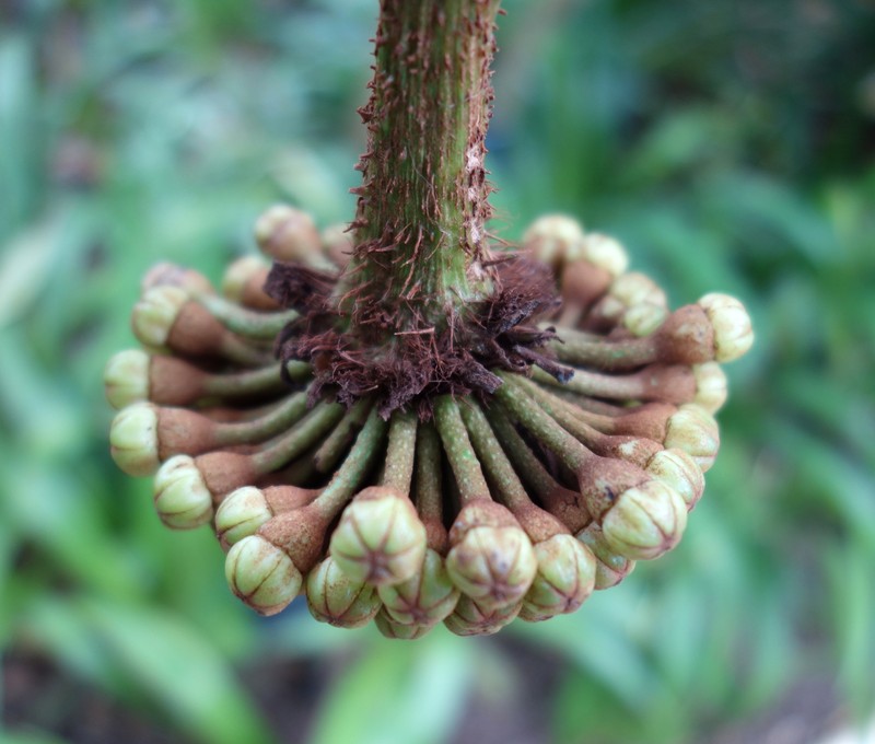 Brassaiopsis dumicola