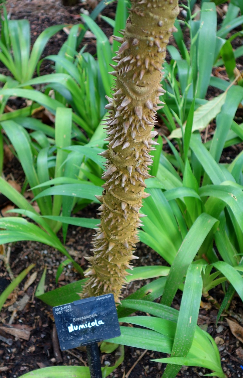 Brassaiopsis dumicola photo 2