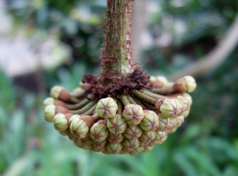 Brassaiopsis dumicola photo 3