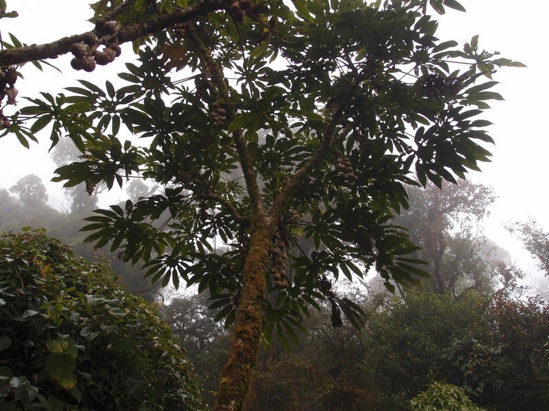 Brassaiopsis dumicola photo 4