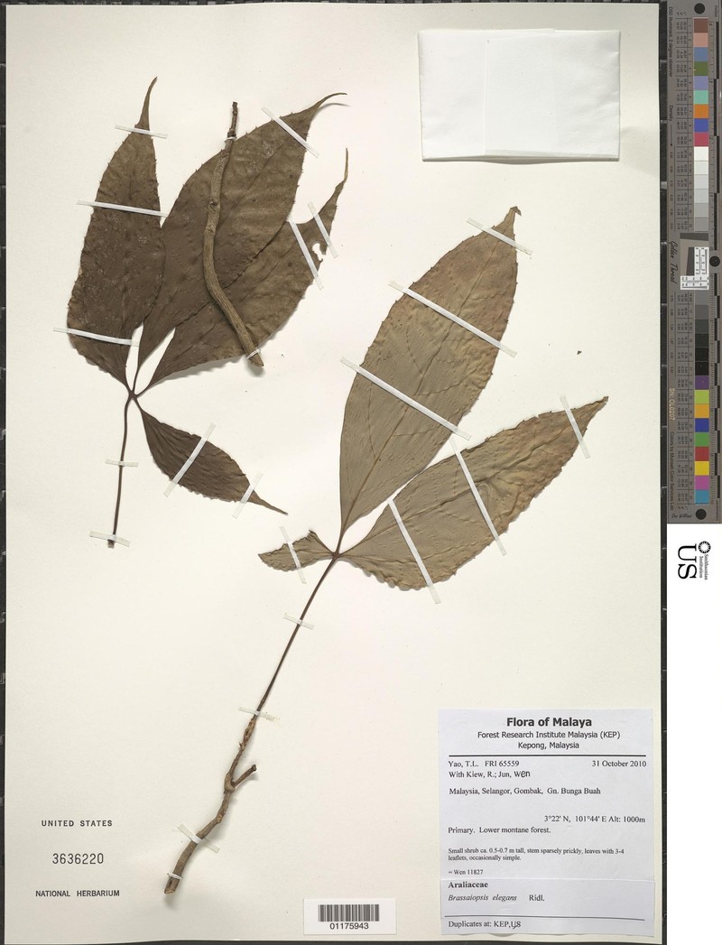 Brassaiopsis elegans