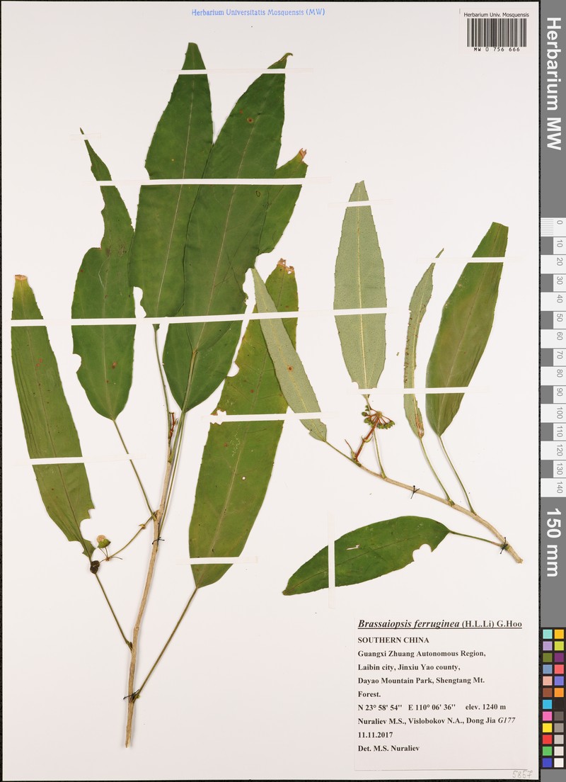 Brassaiopsis ferruginea