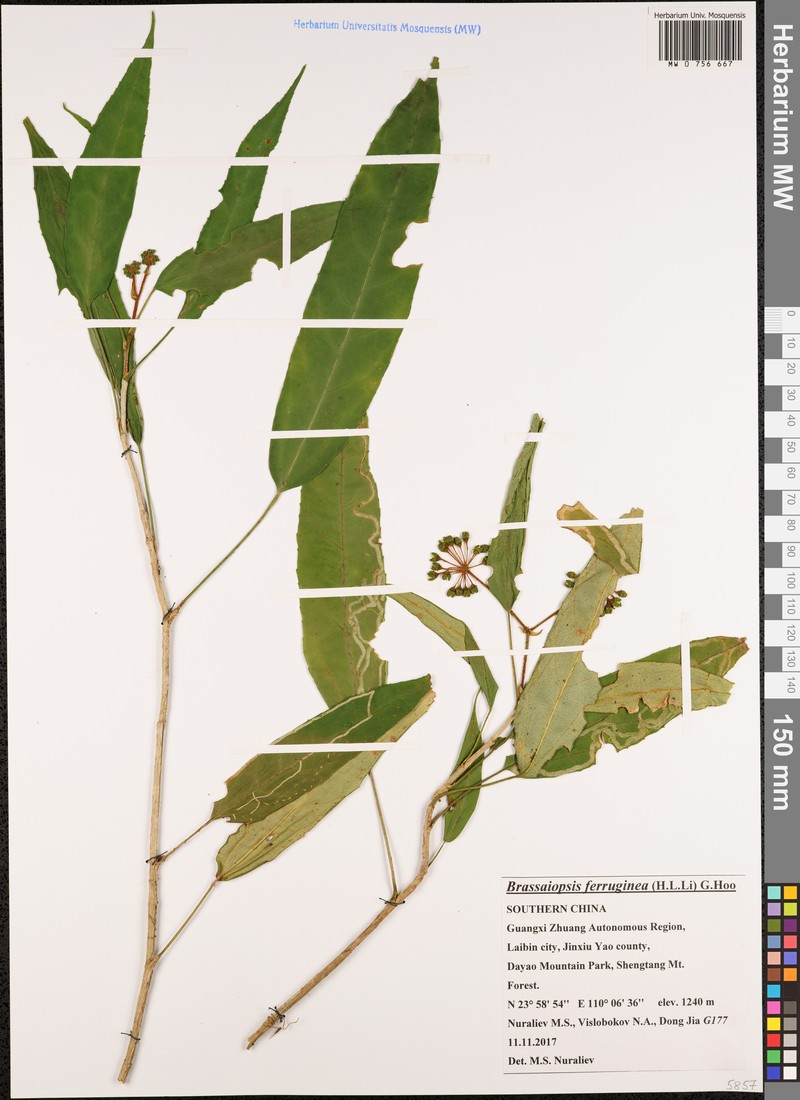 Brassaiopsis ferruginea photo 2