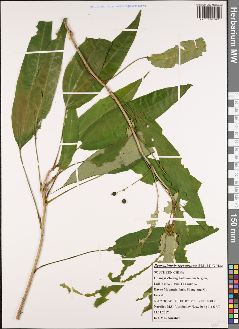 Brassaiopsis ferruginea photo 3