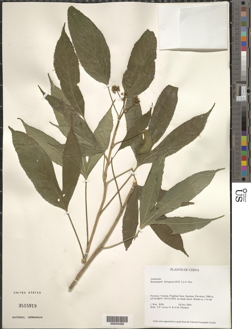 Brassaiopsis ferruginea photo 4